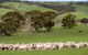 Kangaroo Island Luxury Small Group \'Island Life\' Full Day Tour - thumb 4