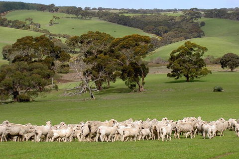 Kangaroo Island Luxury Small Group \'Island Life\' Full Day Tour - Accommodation Nelson Bay 4