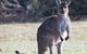 Kangaroo Island Luxury Small Group \'Island Life\' Full Day Tour - thumb 1