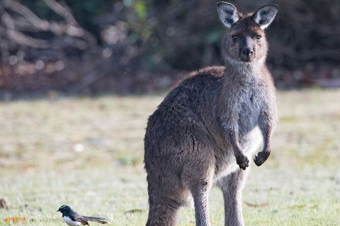 Kangaroo Island Luxury Small Group \'Island Life\' Full Day Tour - Accommodation Nelson Bay 1