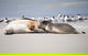Kangaroo Island Luxury Small Group \'Island Life\' Full Day Tour - thumb 3
