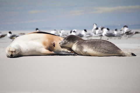 Kangaroo Island Luxury Small Group \'Island Life\' Full Day Tour - Accommodation Nelson Bay 3