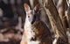 Kangaroo Island Luxury Small Group \'Island Life\' Full Day Tour - thumb 2