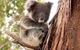 Kangaroo Island Luxury Small Group \'Island Life\' Full Day Tour - thumb 0