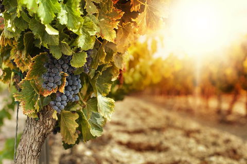 Kangaroo Island Half Day Food And Wine Trail Tour - Accommodation Nelson Bay 0