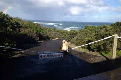 Kangaroo Island 4WD - Seal Bay - Accommodation Nelson Bay 1