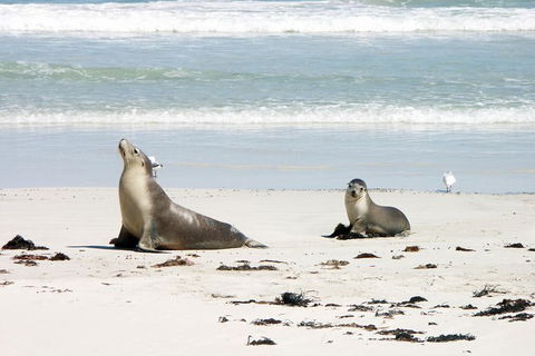 Kangaroo Island Personal Group Tours - Accommodation Nelson Bay 0