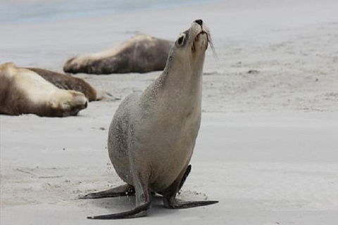 Kangaroo Island Personal Group Tours - Accommodation Nelson Bay 1