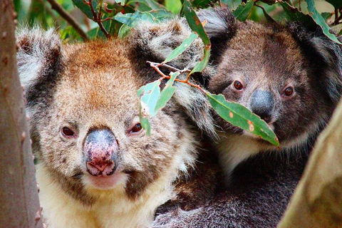 Kangaroo Island 2 Hour Bike Tour - Accommodation Nelson Bay 3