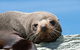 Kangaroo Island 75-Minute Ocean Safari - thumb 4