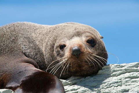 Kangaroo Island 75-Minute Ocean Safari - Accommodation Nelson Bay 4
