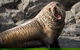 Kangaroo Island 75-Minute Ocean Safari - thumb 6