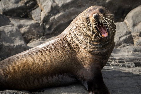 Kangaroo Island 75-Minute Ocean Safari - Accommodation Nelson Bay 6