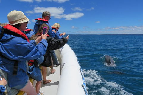 Kangaroo Island 75-Minute Ocean Safari - Accommodation Nelson Bay 5