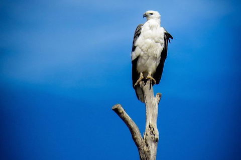 Kangaroo Island 75-Minute Ocean Safari - Accommodation Nelson Bay 3