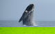 Kangaroo Island 75-Minute Ocean Safari - thumb 1