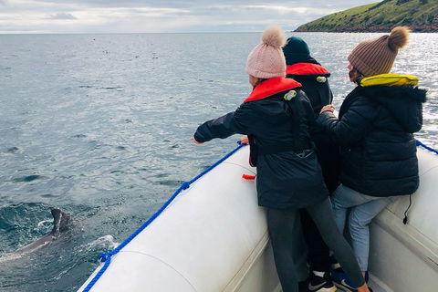 Kangaroo Island 75-Minute Ocean Safari - Accommodation Nelson Bay 2