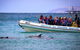 Kangaroo Island 75-Minute Ocean Safari - thumb 0