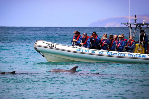 Kangaroo Island 75-Minute Ocean Safari - Accommodation Nelson Bay 0