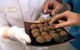 Explore Adelaide City Tour: Haigh\'s Tasting Chocolate & Adelaide Oval Tour - thumb 4