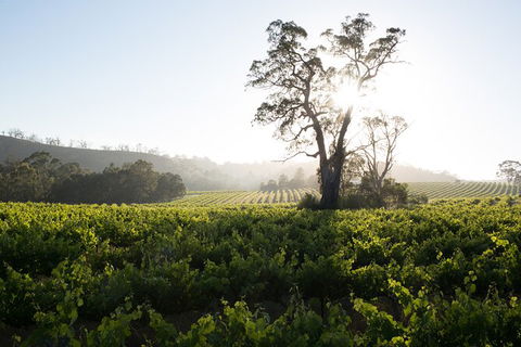 Estate Tour From Soil To Glass - Accommodation Nelson Bay 2