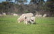 Fine Flavours - Full Day Kangaroo Island Food & Wine Tour - thumb 9