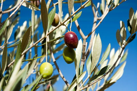 Fine Flavours - Full Day Kangaroo Island Food & Wine Tour - Accommodation Nelson Bay 3