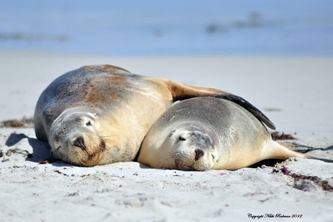 NEW TOUR - Kangaroo Island Road To Recovery Tour (1 Day/1 Night) - Accommodation Nelson Bay 3