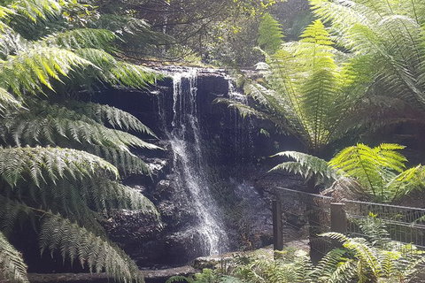 Mt. Wellington Morning Hike + Afternoon Beer & History Walk - Accommodation Nelson Bay 16