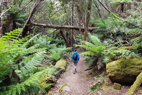 Mt. Wellington Morning Hike + Afternoon Beer & History Walk - Accommodation Nelson Bay 7