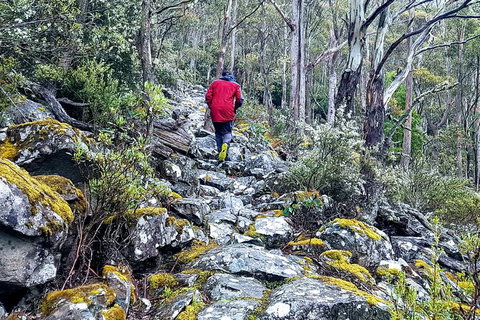 Mt. Wellington Morning Hike + Afternoon Beer & History Walk - Accommodation Nelson Bay 8