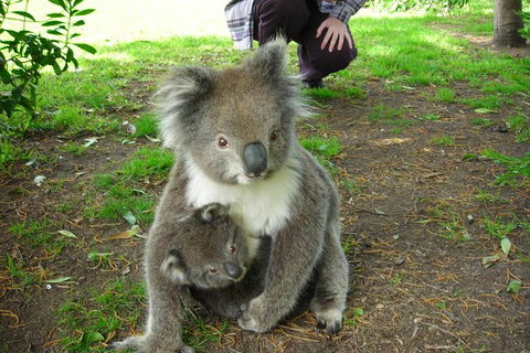 3-Day Melbourne To Adelaide Tour Including The Great Ocean Road - Accommodation Nelson Bay 6