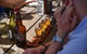 Yarra Valley Wine, Bubbles And Gin Tour! - thumb 2