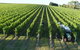 Yarra Valley Wine, Bubbles And Gin Tour! - thumb 6