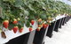 Yarra Valley Farmgate Tours - thumb 5