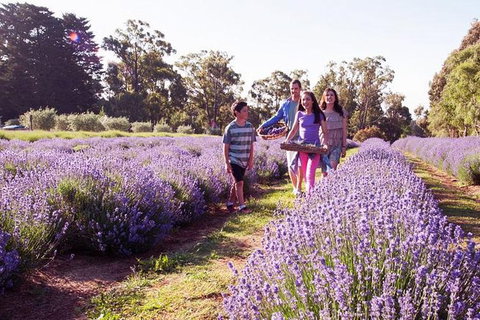Yarra Valley Farmgate Tours - Accommodation Nelson Bay 3