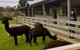 Yarra Valley Farmgate Tours - thumb 4