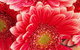 Yarra Valley Farmgate Tours - thumb 2