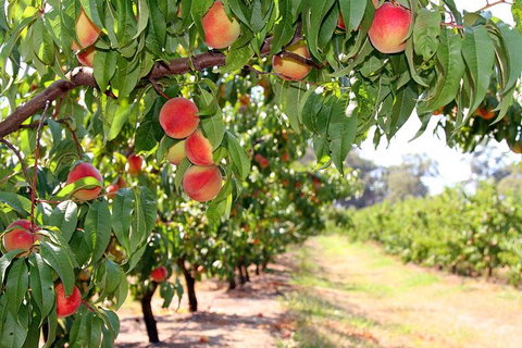 Yarra Valley Farmgate Tours - Accommodation Nelson Bay 0