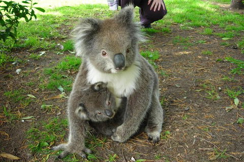 Overnight Great Ocean Road Tour From Melbourne - Accommodation Nelson Bay 7