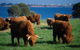 3 Day Private Tour Of Phillip Island, Great Ocean Road & Mornington Peninsula - thumb 7