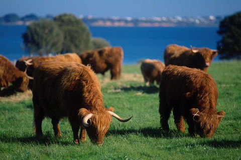 3 Day Private Tour Of Phillip Island, Great Ocean Road & Mornington Peninsula - Accommodation Nelson Bay 7