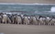 3 Day Private Tour Of Phillip Island, Great Ocean Road & Mornington Peninsula - thumb 5