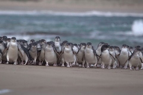 3 Day Private Tour Of Phillip Island, Great Ocean Road & Mornington Peninsula - Accommodation Nelson Bay 5