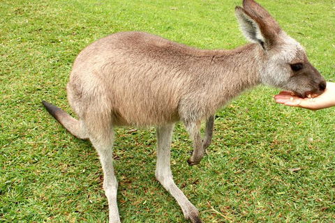 3 Day Private Tour Of Phillip Island, Great Ocean Road & Mornington Peninsula - Accommodation Nelson Bay 4