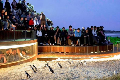 3 Day Private Tour Of Phillip Island, Great Ocean Road & Mornington Peninsula - Accommodation Nelson Bay 6