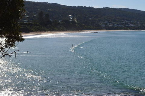 PRIVATE Great Ocean Road Tour And 12 Apostles With Wildlife Spotting - Accommodation Nelson Bay 6