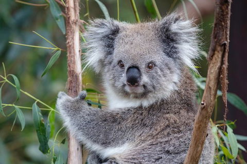 PRIVATE Great Ocean Road Tour And 12 Apostles With Wildlife Spotting - Accommodation Nelson Bay 7