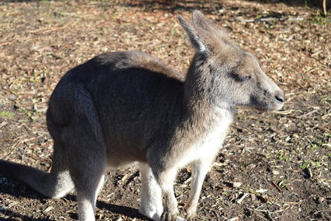 PRIVATE Great Ocean Road Tour And 12 Apostles With Wildlife Spotting - Accommodation Nelson Bay 2