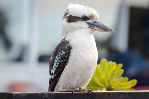 PRIVATE Great Ocean Road Tour And 12 Apostles With Wildlife Spotting - Accommodation Nelson Bay 9